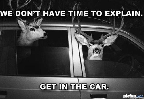 deers_in_car.jpg