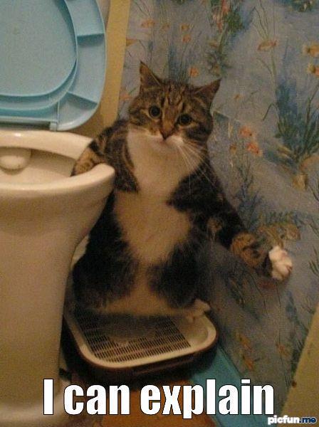 cat_in_a_toilet.jpg
