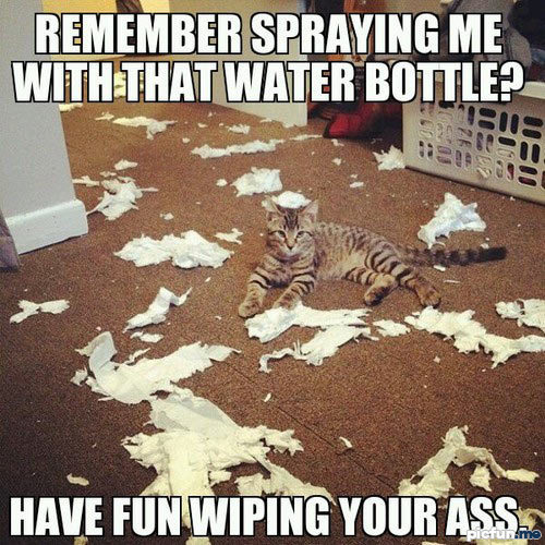 cat-paper-spraying.jpg