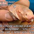 naked-mole-rat.jpg