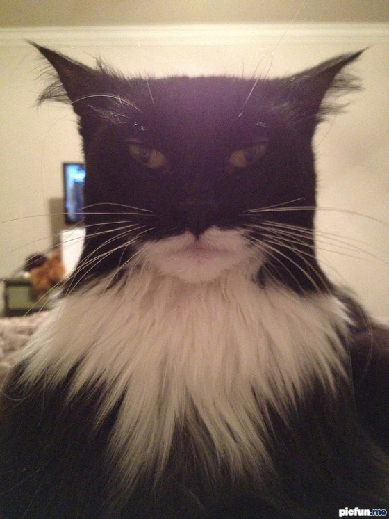 batman-cat.jpg