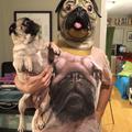 pugs-wut.jpg